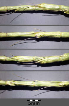 Image of jointed goatgrass