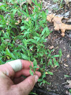 Image of knotgrass