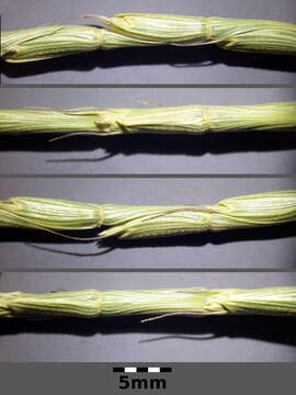 Image of jointed goatgrass