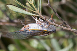 Image of Cicada orni Linnaeus 1758