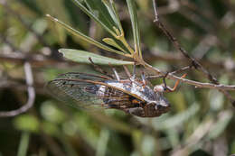 Image of Cicada orni Linnaeus 1758