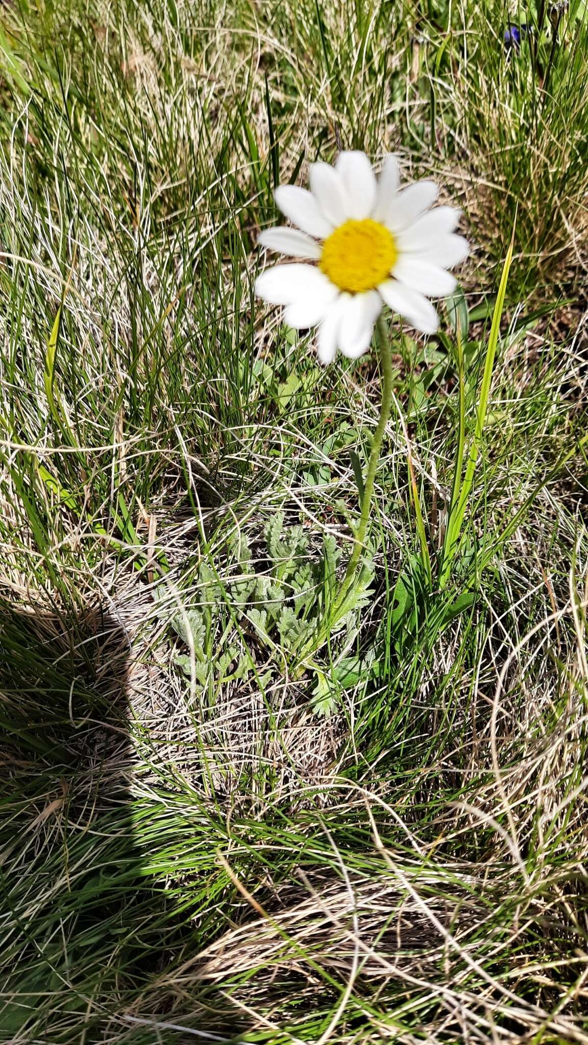 Image of Anthemis cretica subsp. saportana (Albov) Chandjian