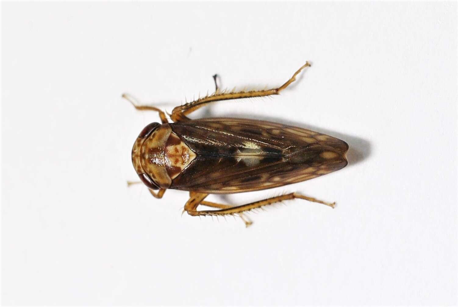 Image of <i>Eutettix luridus</i>