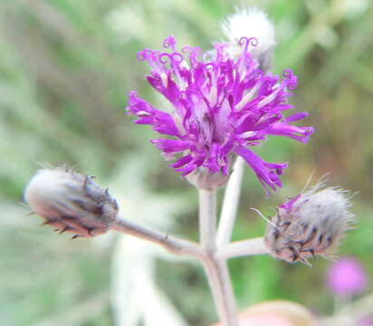 Image of Silver vernonia