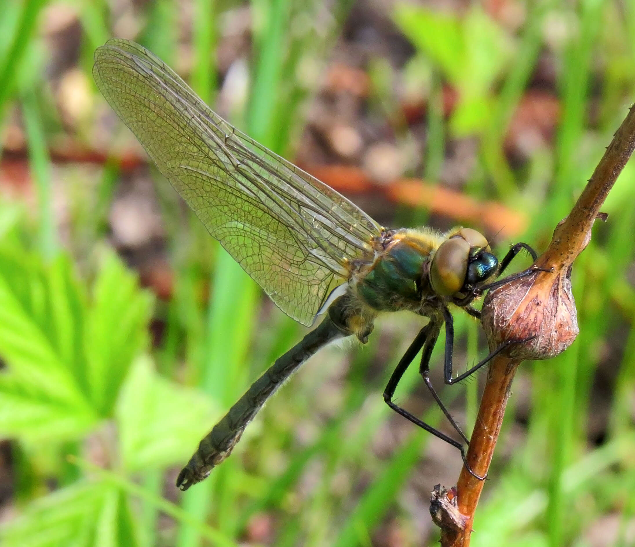 Image of Downy Emerald