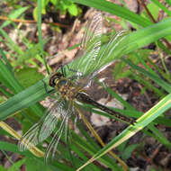 Image of Downy Emerald