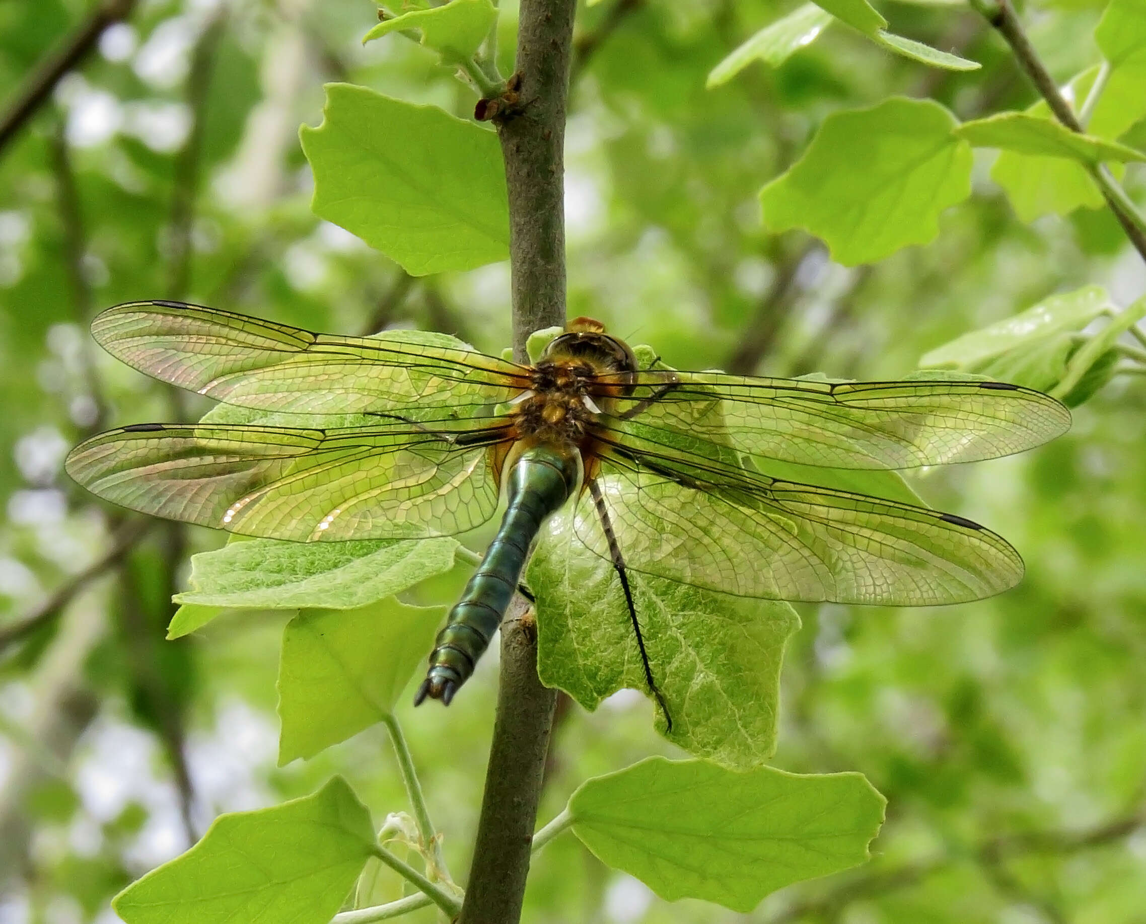 Image of Downy Emerald