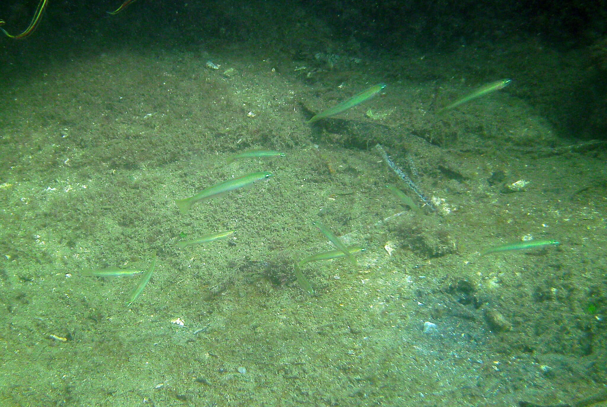 Image of Blue gudgeon