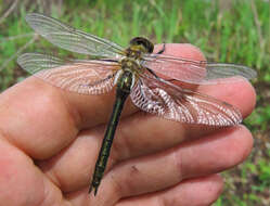 Image of Downy Emerald