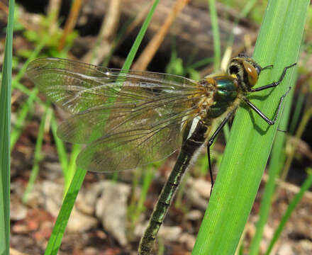 Image of Downy Emerald