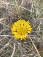 Image of southeastern sneezeweed