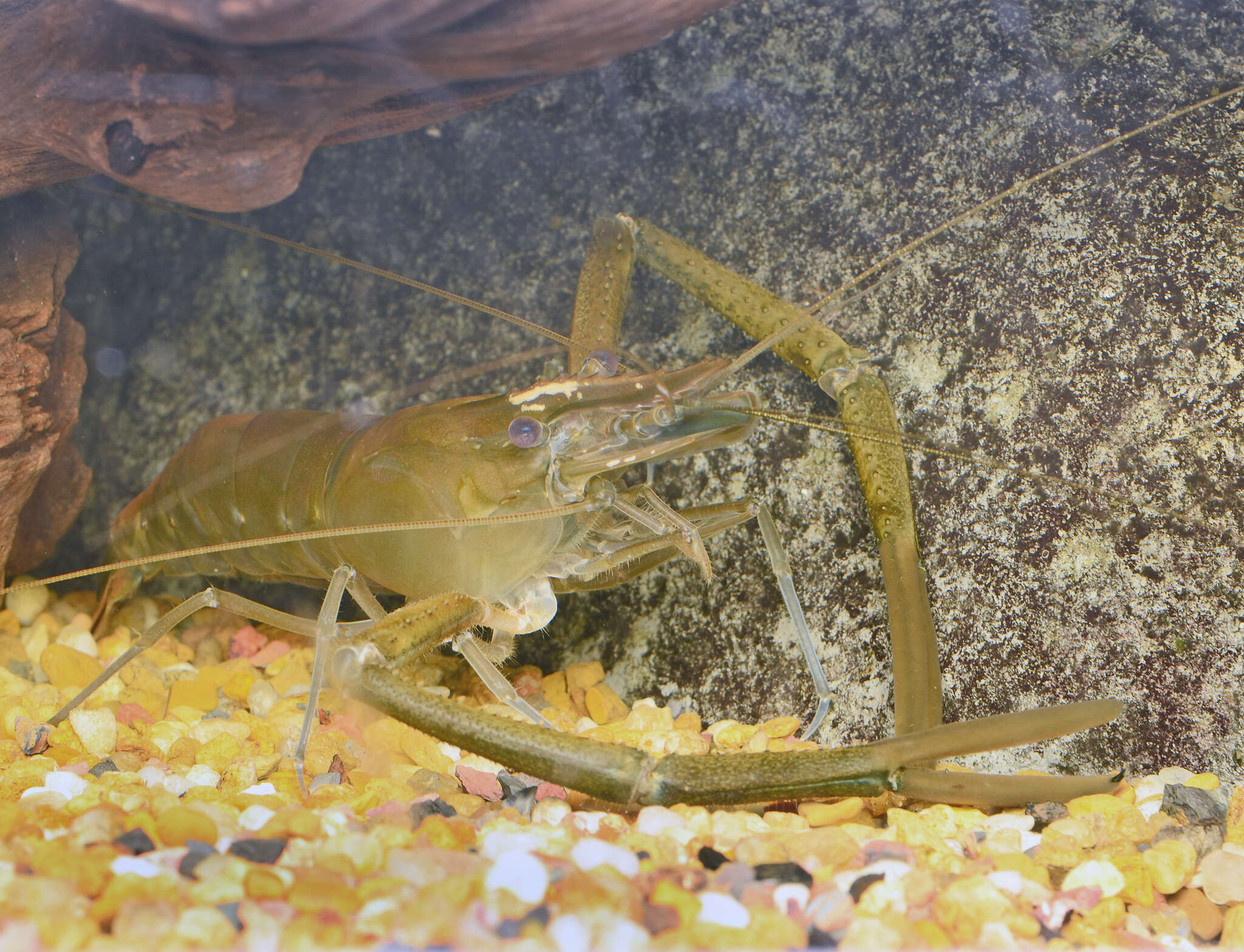 Image of cinnamon river shrimp