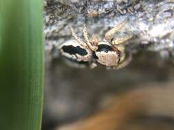 Image of Habronattus pyrrithrix (Chamberlin 1924)