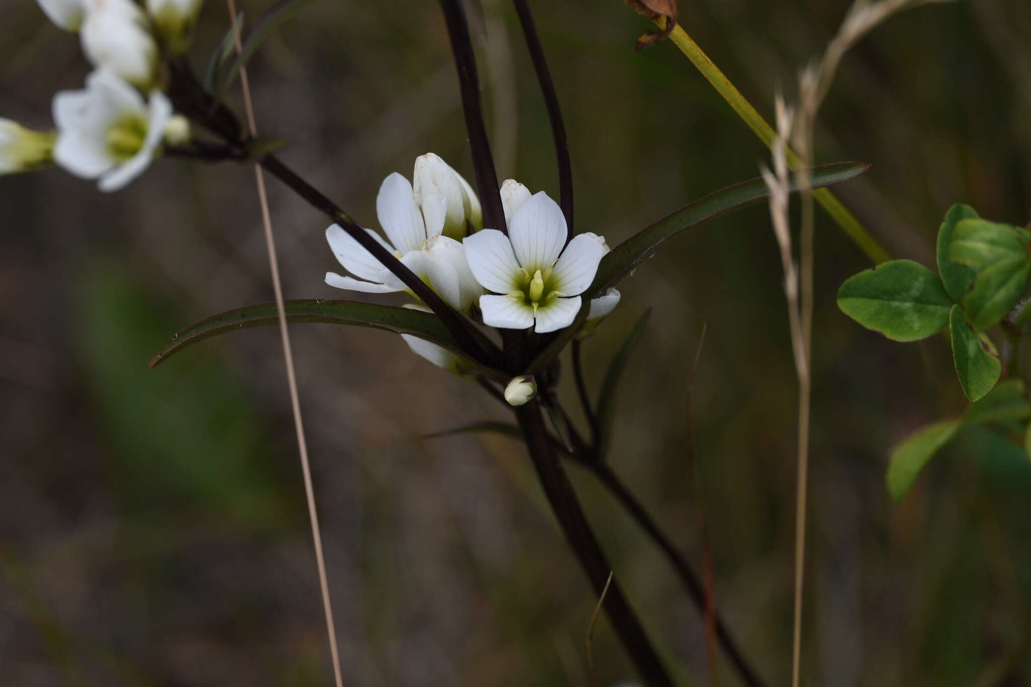 Image of Gentianella corymbifera subsp. corymbifera