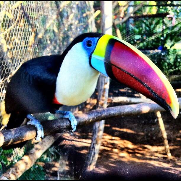 Image of Red-billed Toucan