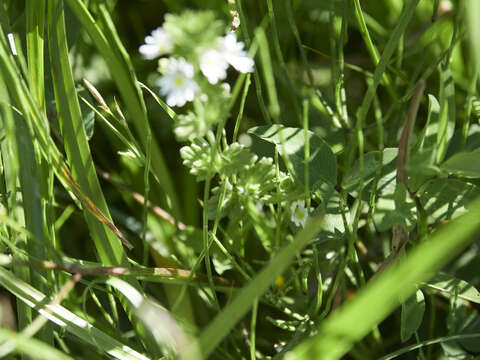 Imagem de Euphrasia officinalis L.