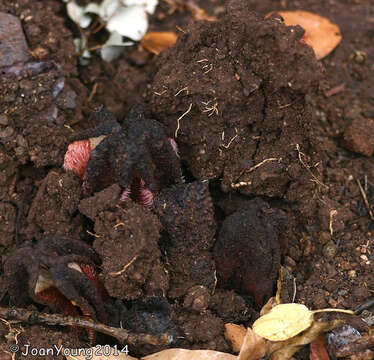 Image de Hydnora Thunberg 1775