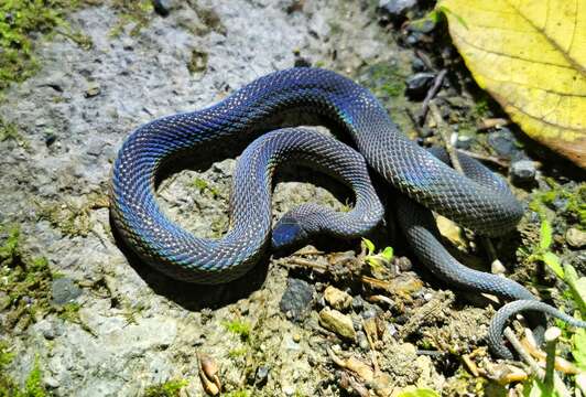 Image of Peters' Odd-scaled Snake