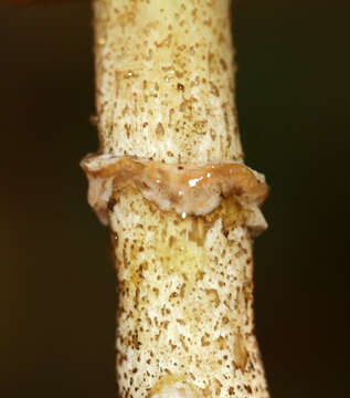 Image of Suillus acidus (Peck) Singer 1945