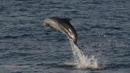 Image of Indian long-nosed dolphin