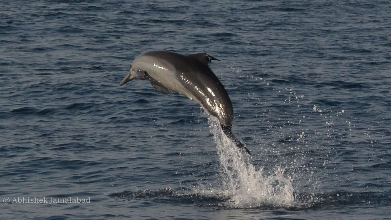 Image of Indian long-nosed dolphin