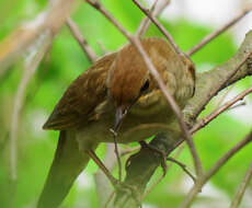 Image of Thrush Nightingale