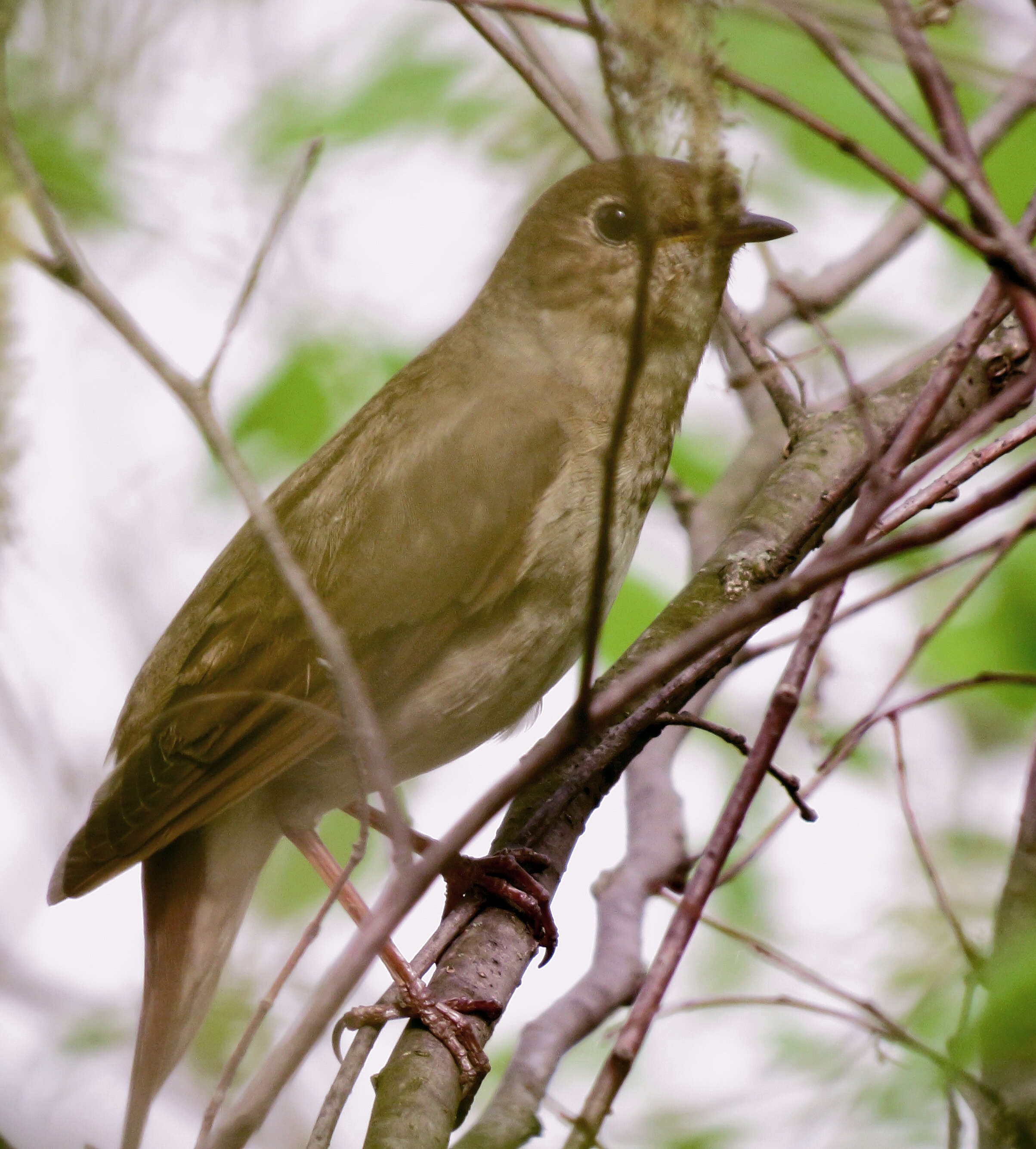 Image of Thrush Nightingale