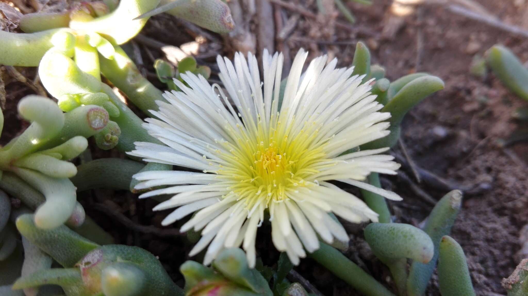 Image of Mesembryanthemum grossum (Soland.)