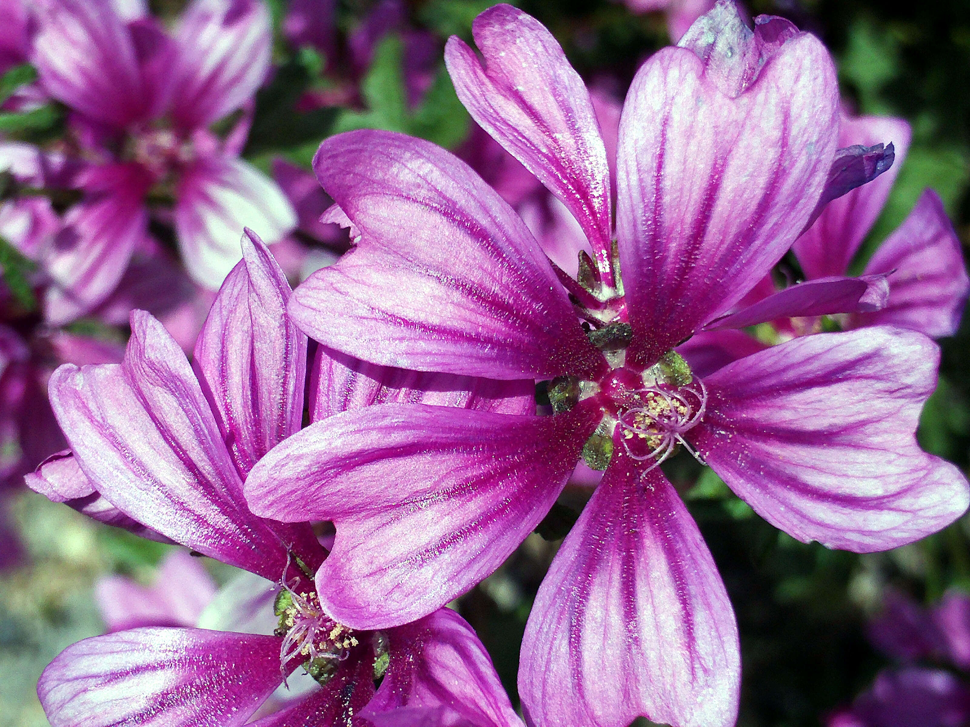 Image of high mallow