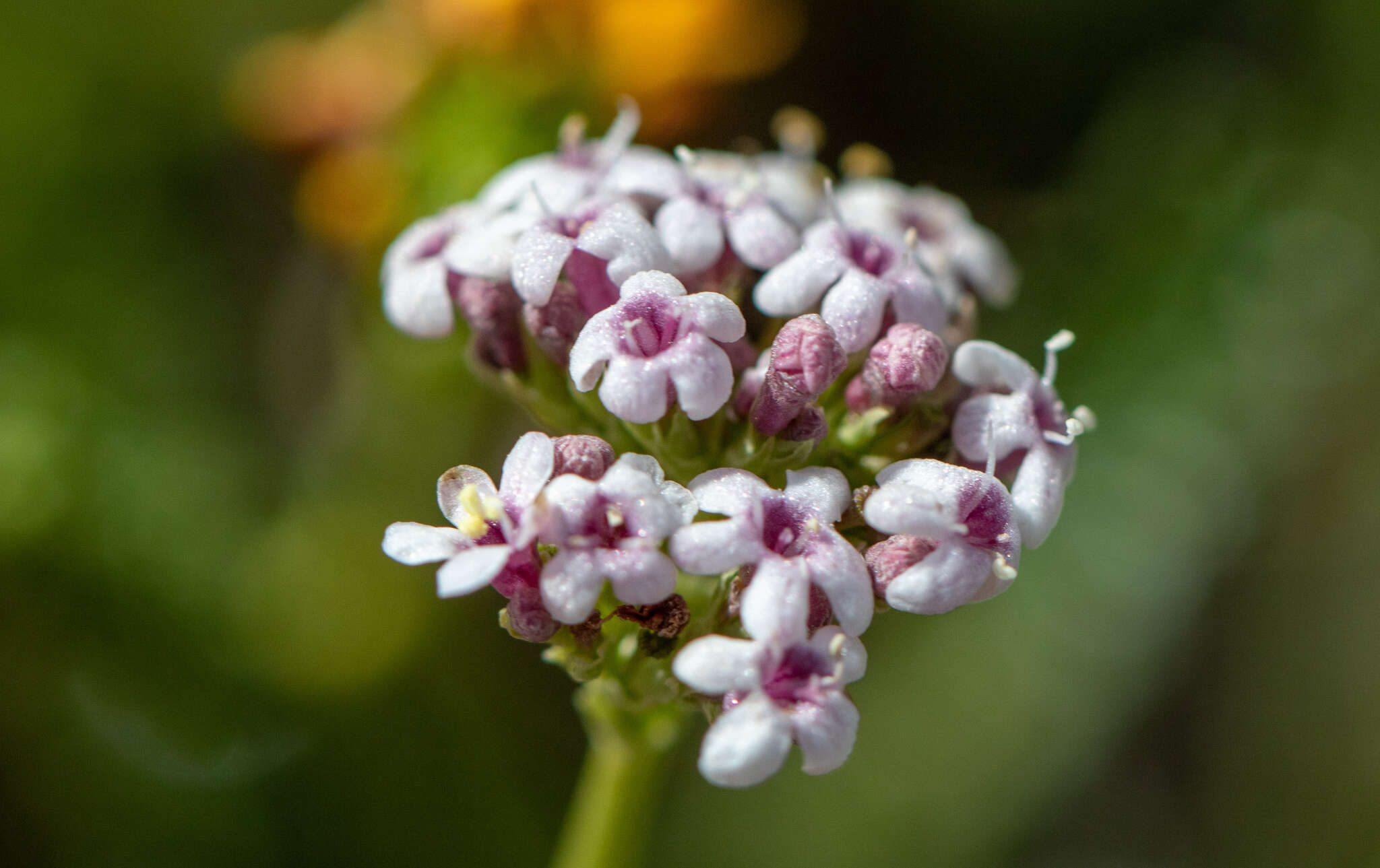 Image of Valeriana carnosa Sm.