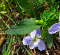 Image of dog violet