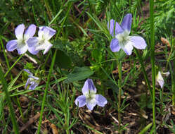 Image of dog violet