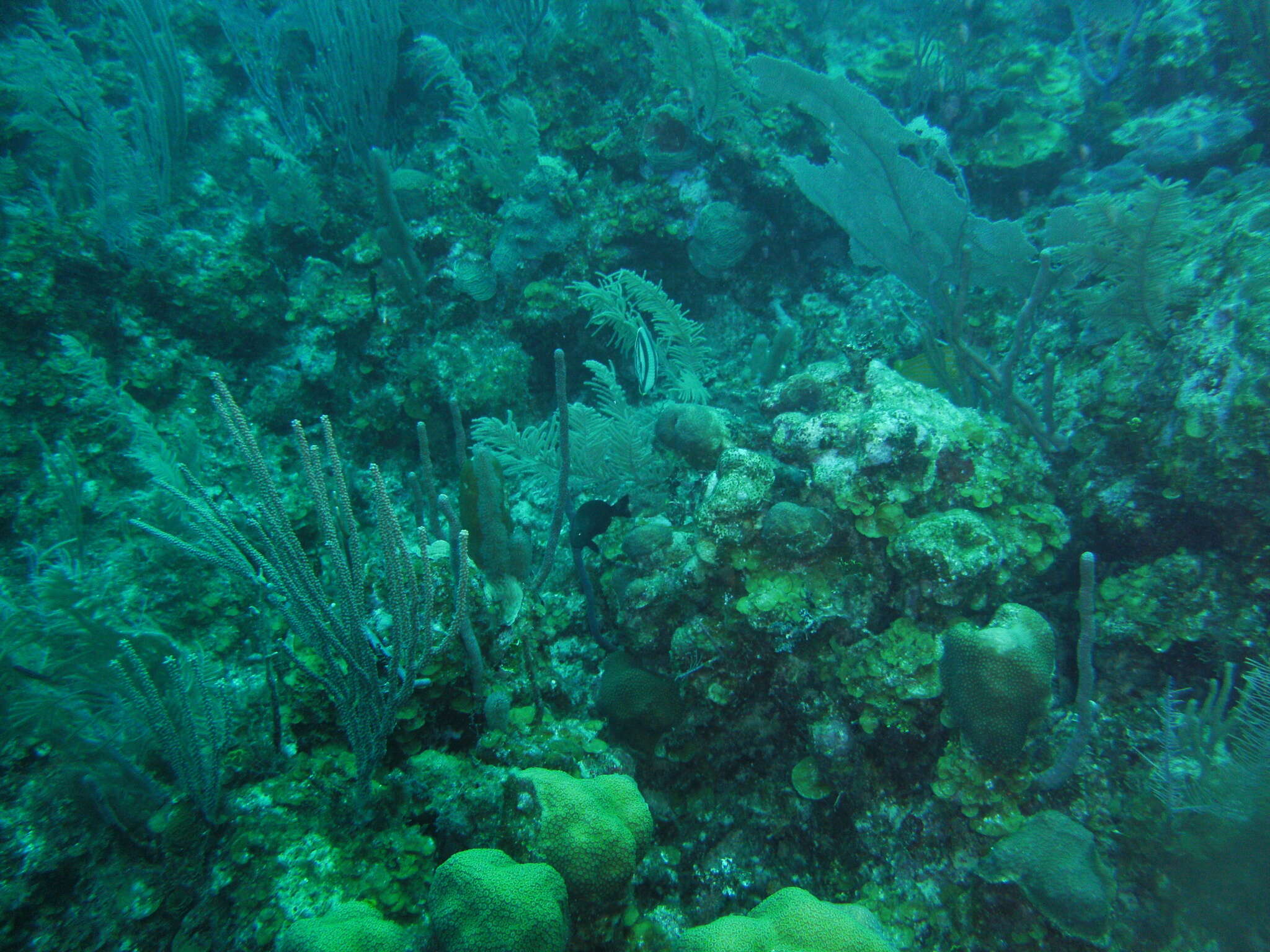 Image of Banded Butterflyfish