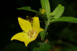 Image of Dotted Loosestrife