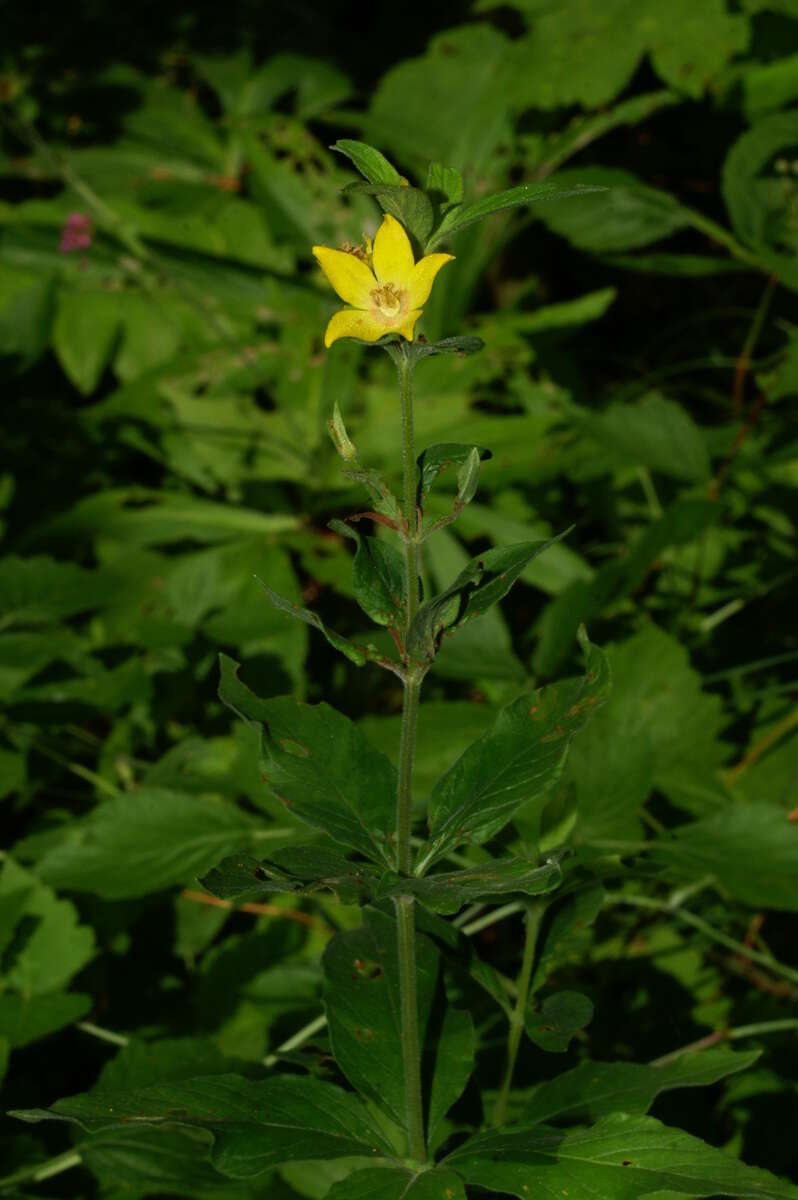 Слика од Lysimachia punctata L.