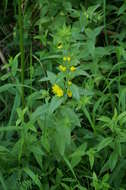 Image of Dotted Loosestrife