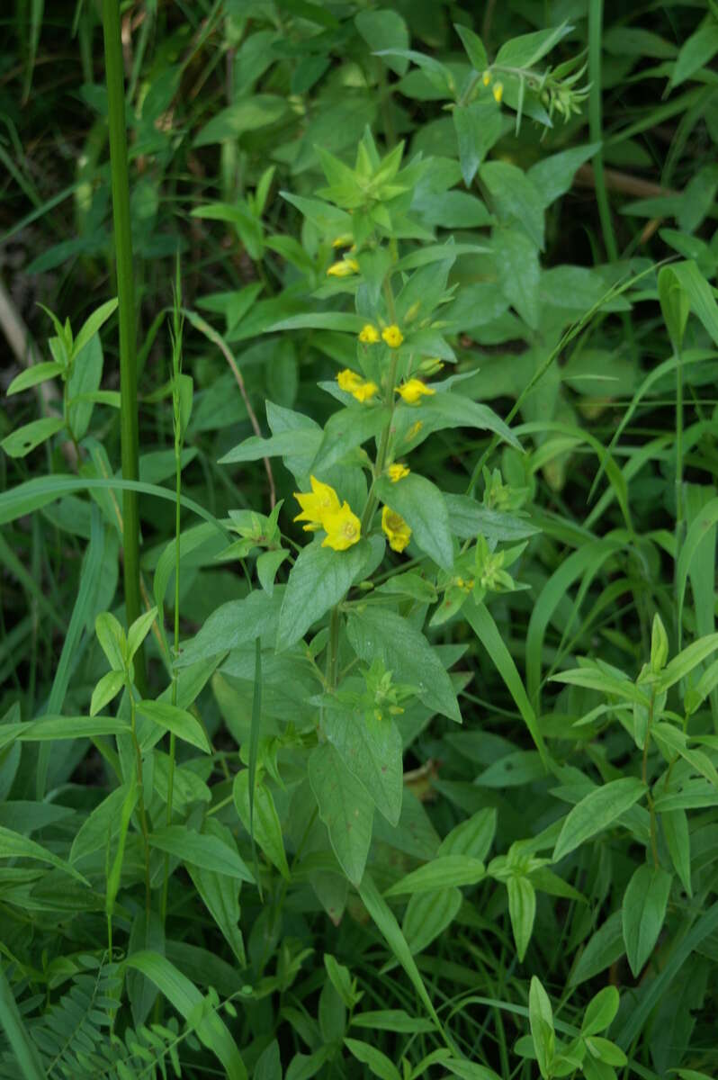 Image of Dotted Loosestrife