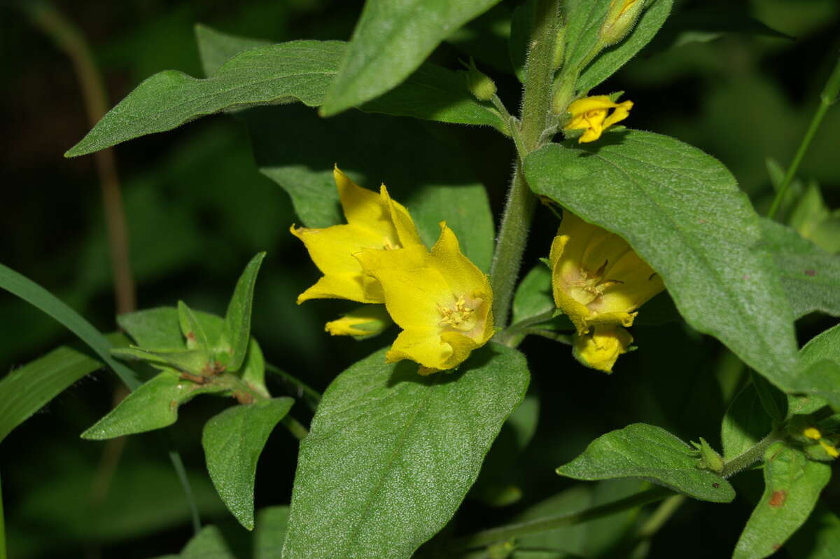 Слика од Lysimachia punctata L.