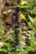 Слика од Ajuga pyramidalis L.