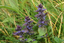 Слика од Ajuga pyramidalis L.