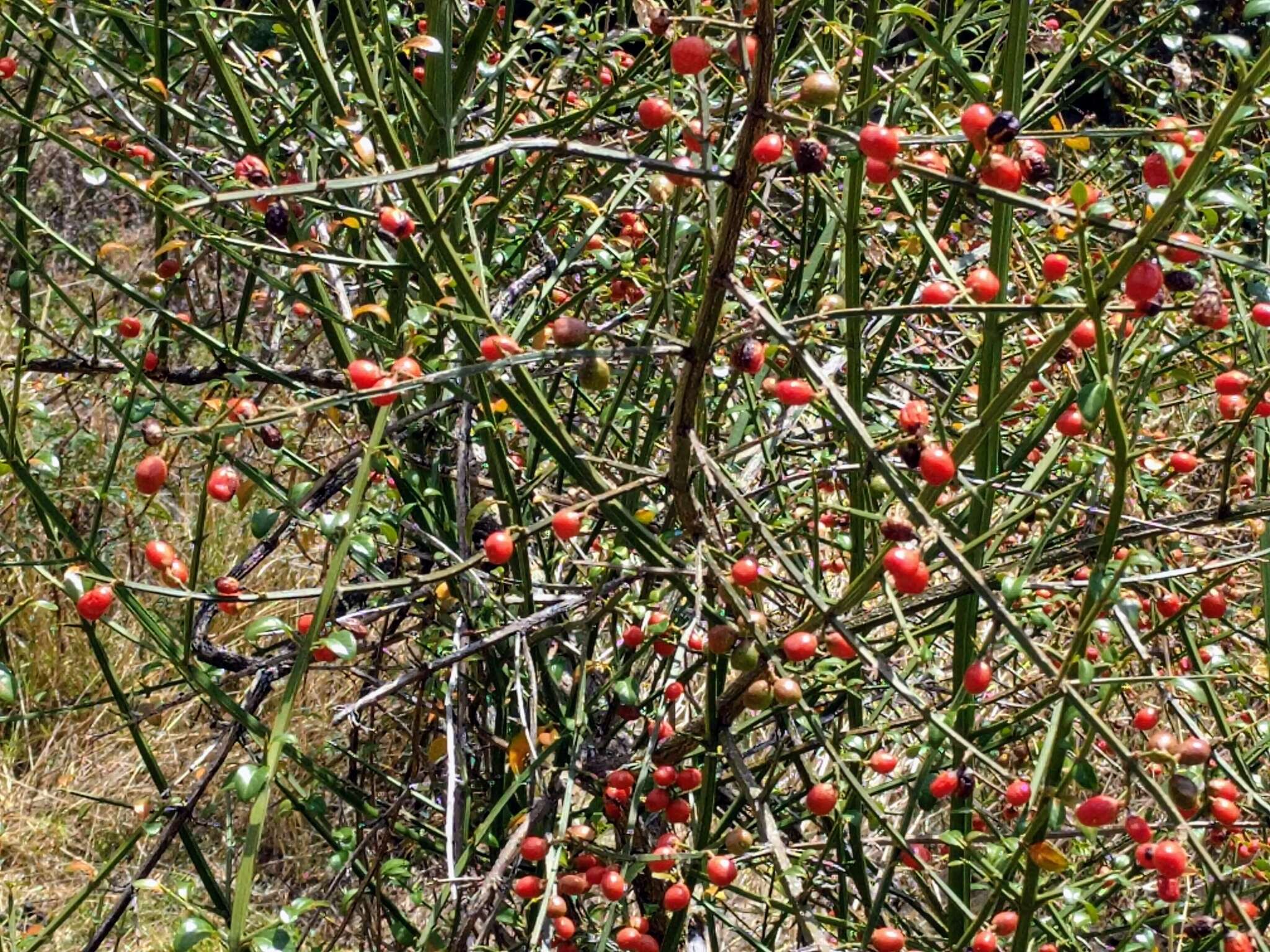 Image of Citharexylum herrerae Mansf.