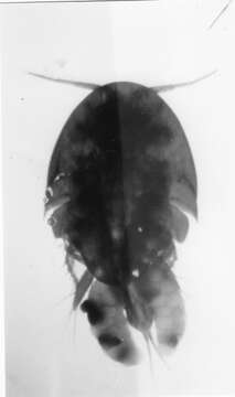 Image of Clausidiidae Embleton 1901