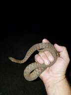 Image of Brazos Water Snake