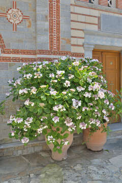 Image of Hydrangea serrata (Thunb.) Ser.