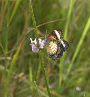 Cethosia cyane euanthes Fruhstorfer 1912 resmi