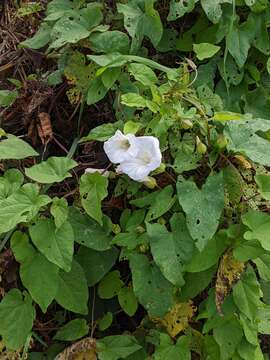 Image of Calystegia lucana (Ten.) G. Don fil.