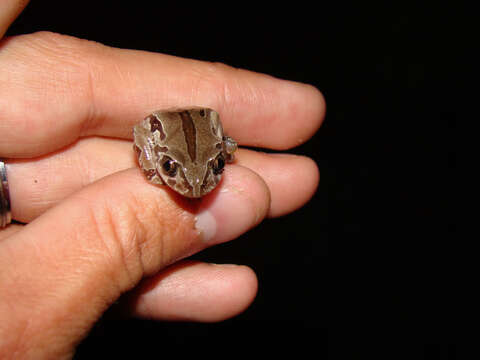 Image of Semnodactylus Hoffman 1939