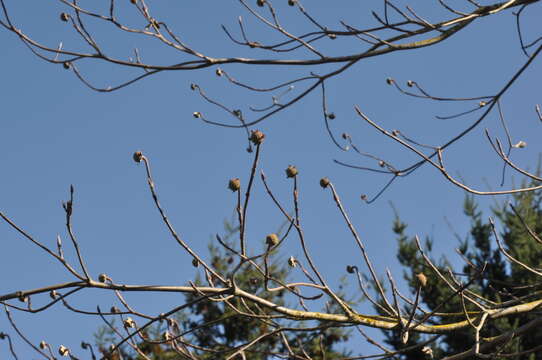 Image of Pacific dogwood