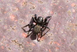 Image of Euophrys herbigrada (Simon 1871)