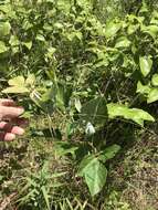 Image of velvetleaf ticktrefoil